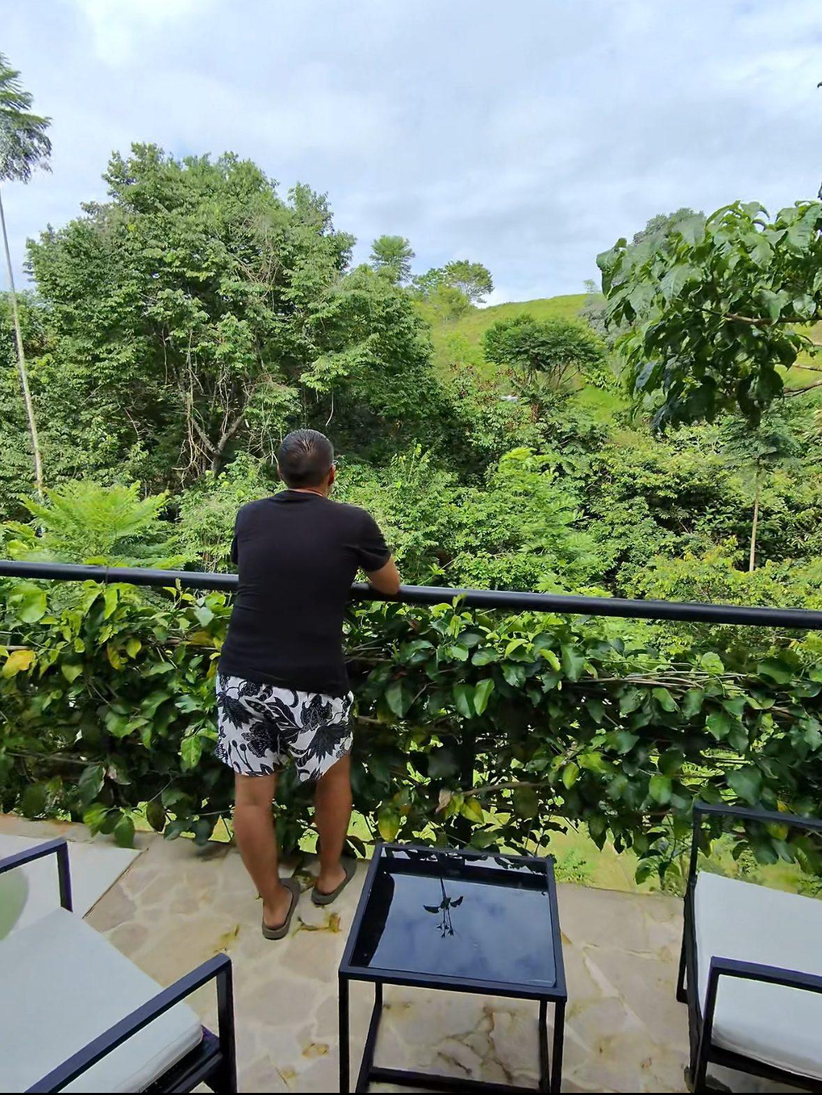 Vista del bosque desde el balcón