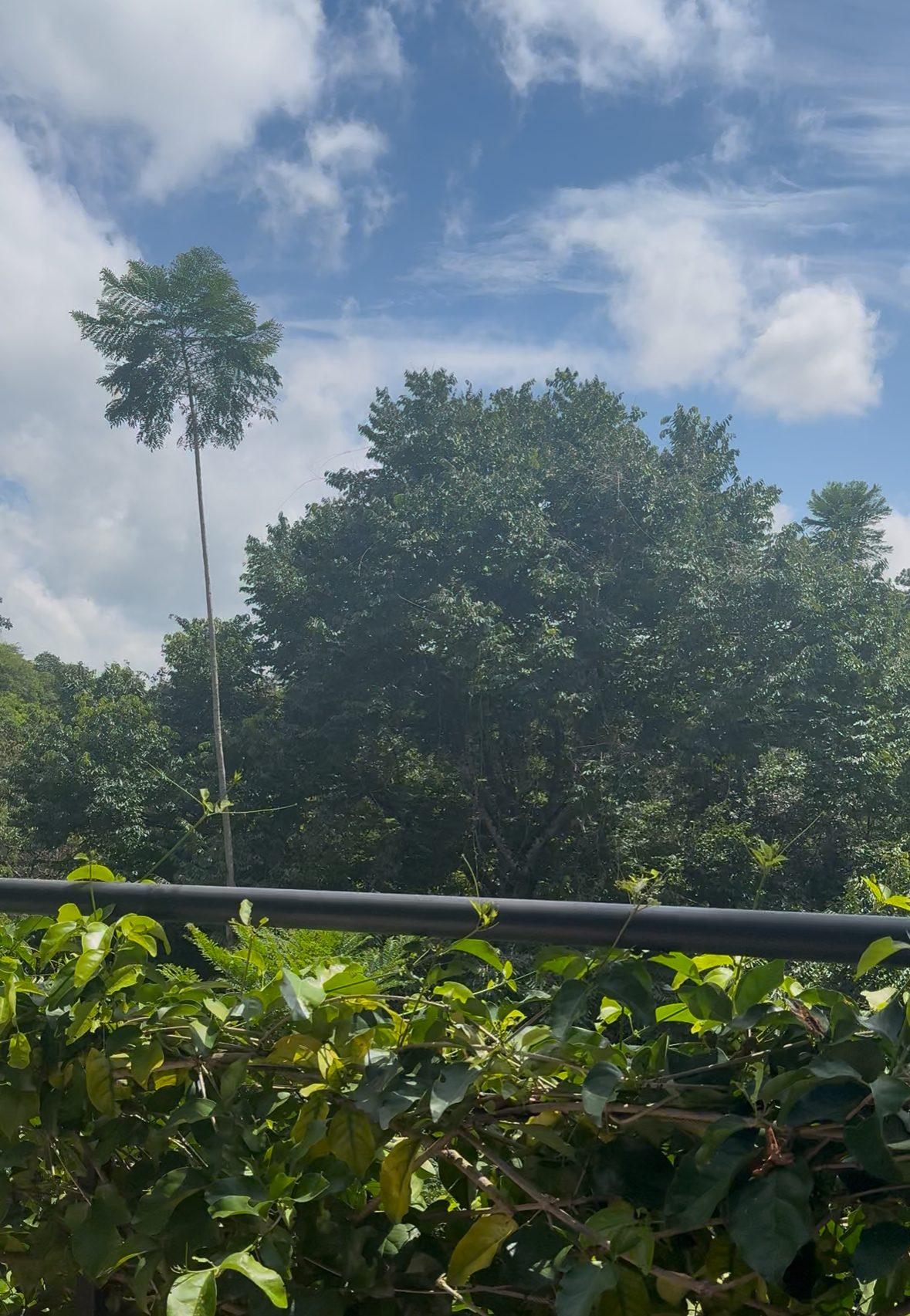 Vegetación tropical del proyecto